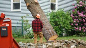 What You Ought To Know About Tree Removal