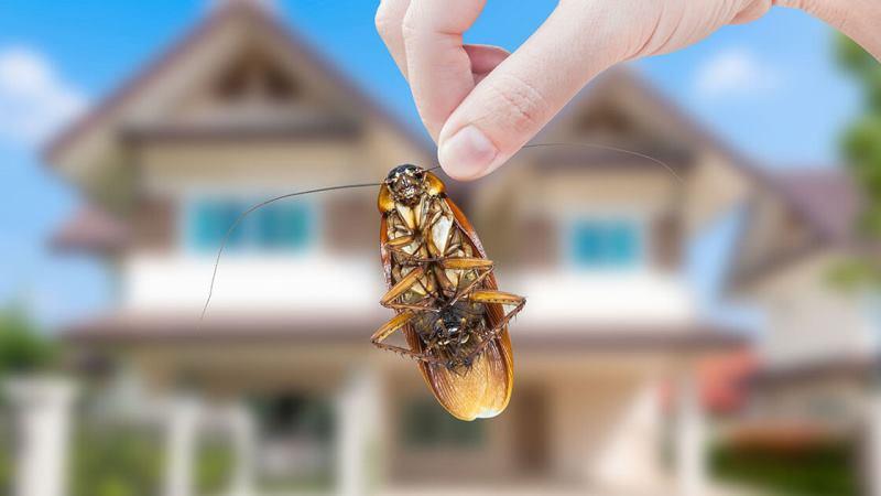 Picking an Insect Control Solution